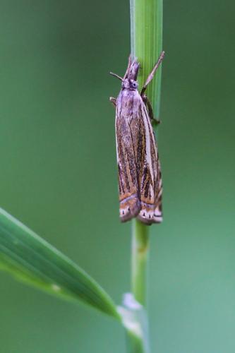 Réf. 225 774 : Crambus lathoniellus